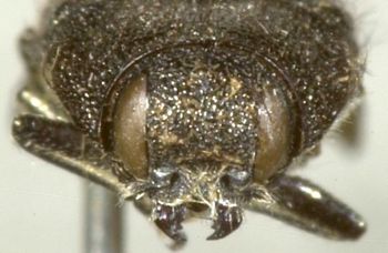 Media type: image;   Entomology 33803 Aspect: head frontal view